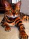 Алмазная вышивка (мозаика) На подрамнике Бенгальский кот, Да