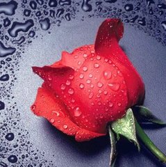 Купити Алмазна вишивка Червона троянда  в Україні