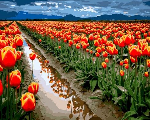 Купити Картина за номерами на підрамнику Море тюльпанів  в Україні