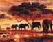 Розфарбовування по номерах Слони в савані (без коробки), Без коробки, 40 х 50 см