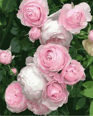 Купить Розовые розы Картина антистресс по номерам без коробки  в Украине