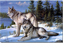 Купити Алмазна мозаїка 40х50 Вовки на снігу  в Україні