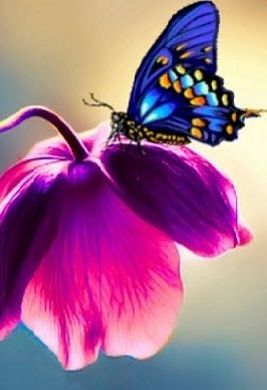 Купить Бабочка на цветке Алмазная мозаика по номерам На подрамнике  в Украине