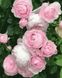 Розовые розы Картина антистресс по номерам без коробки, Без коробки, 40 х 50 см