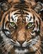 Картина по номерам без коробки Величественный тигр