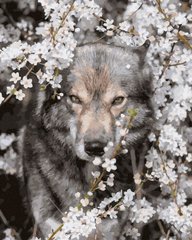 Купить Живопись по номерам Волк в цветах ( без коробки )  в Украине