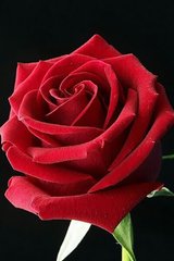 Купити Алмазна вишивка Бутон троянди -2  в Україні
