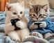 Котята тиктокеры Алмазная мозаика круглыми камушками 40х50см со спецстразами, Да, 40 x 50 см
