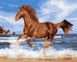 Малювання картини за номерами Кінь на березі, Без коробки, 40 х 50 см
