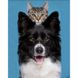 Кіт і пес Діамантова мозаїка На підрамнику 30х40 см, Так, 30 x 40 см
