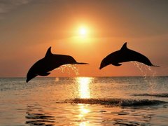 Купить Алмазная вышивка Дельфины на закате  в Украине