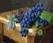 Спелая гроздь Цифровая картина по номерам (без коробки), Без коробки, 40 х 50 см
