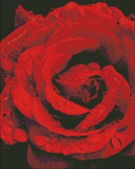 Купити Троянда в діамантах Мозаїчна картина за номерами 40х50 см  в Україні