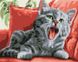 Кіт позіхун Алмазна картина розфарбування 40 х 50 см, Подарункова коробка, 40 х 50 см
