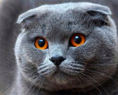 Купити Алмазна вишивка Висловухий кіт  в Україні
