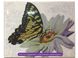 Бабочки с бульбашками Алмазная картина раскраска 40 х 50 см, Без коробки, 40 х 50 см