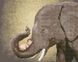 Слон з дитиною Алмазна картина розфарбування 40 х 50 см, Подарункова коробка, 40 х 50 см