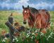 Цифровая живопись, картина без коробки Лошадь на лугу, Без коробки, 40 х 50 см