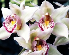 Купить Белая орхидея-2. Набор для алмазной вышивки квадратными камушками.  в Украине