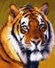 Тигр Цифровая картина по номерам (без коробки), Без коробки, 40 х 50 см