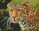 Алмазна мозаїка - Зеленоокий леопард Идейка 40х50 см (AMO7502)