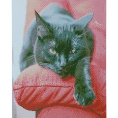 Купити Чорний кіт Діамантова мозаїка 40х50 см  в Україні