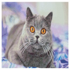 Купить Алмазная вышивка с круглыми камушками на подрамнике Любопытный серый кот  в Украине