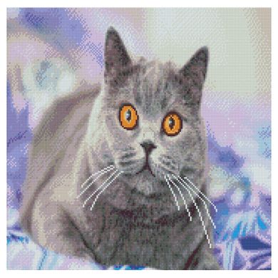 Купити Алмазна вишивка круглими камінчиками Зацікавлений сірий кіт На підрамнику  в Україні