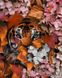 Погляд тигра Діамантова вишивка На Підрамнику, квадратні камінчики 40х50см, Так, 40 x 50 см
