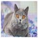 Алмазная вышивка с круглыми камушками на подрамнике Любопытный серый кот, Да
