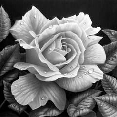 Купить Алмазная мозаика Очаровательная роза 40х40см  в Украине