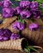 Фіолетові тюльпани Цифрова картина за номерами (без коробки), Без коробки, 40 х 50 см