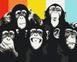 Раскрашивание по номерам Портрет шимпанзе (без коробки), Без коробки, 40 х 50 см