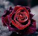 Алмазна вишивка На Підрамнику Роса на троянді