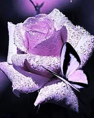 Купить Прекрасная роза. Набор для алмазной вышивки квадратными камушками.  в Украине