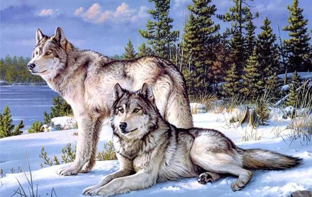 Купити Алмазна вишивка Пара вовків  в Україні