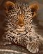 Набір для малювання картини за номерами без коробки Ідейка Кошеня леопарда