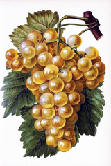 Купить Алмазная мозаика Грозди винограда 30х20см  в Украине