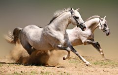 Купить Алмазная вышивка Пара бегущих лошадей  в Украине