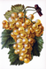 Алмазная мозаика Грозди винограда 30х20см, Нет, 30 х 20 см