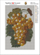 Алмазная мозаика Грозди винограда 30х20см, Нет, 30 х 20 см