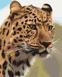 Раскрашивание по номерам Пятнистый леопард (без коробки), Без коробки, 40 х 50 см