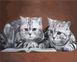 Серые коты Картина по номерам ТМ АртСтори, Подарочная коробка, 40 х 50 см