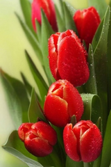 Купить Красные тюльпаны Алмазная мозаика, квадратные камни  в Украине
