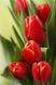 Червоні тюльпани Набір для діамантової мозаїки 40х60см На підрамнику