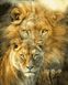 Лев і левиця Антистрес розфарбування по номерах 40 х 50 см, Подарункова коробка, 40 х 50 см