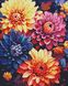 Барвисті жоржини ©art_selena_ua Алмазна мозаїка на підрамнику 40х50см, Так, 40 х 50 см