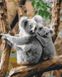 Розфарбовування по номерах Родина коал (без коробки), Без коробки, 40 х 50 см
