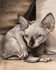 Купити Екзотична кішка Картина за номерами ТМ АртСторі  в Україні