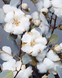 Цветы бавовны Алмазная мозаика На Подрамнике, квадратные камни 40х50см, Да, 40 x 50 см